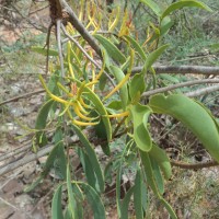 Dendrophthoe ligulatus (Thwaites) Tiegh.